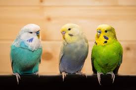 Maybe you would like to learn more about one of these? Budgie Store Near Me V1 Lenze Com Tr