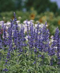 Image result for Salvia farinacea