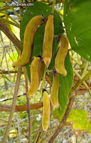 Image result for Mucuna pesa