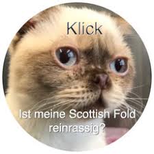 Auf ausstellungen dürfen sie mit der note vorzüglich nicht beurteilt werden. Knickschwanz Katzenausstellung Katzengenetik Vererbung Der Fellfarben Und Fellmuster Bei Katzen
