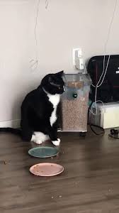 The Service Is Terrible Around Here Video Funny Animal Jokes Cute Cats And Dogs Kittens Cutest
