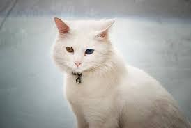 Van Kedisi Pretty Cats White Cats Kittens