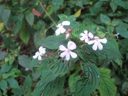 Image result for Strophanthus bequaertii