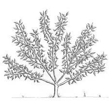 Maybe you would like to learn more about one of these? How To Espalier Ornamental And Fruit Trees Texture Plants