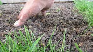How To Plant Grass Seed Planting Grass Grass Seed Plants
