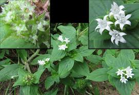 Image result for Richardia brasiliensis