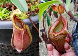 Image result for Nesaea heptamera