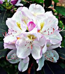 Ericaceae Rhododendron Maximum Rose Bay Great Rhododendron Great Laurel American Rhododendron Flowers Flowers Amazing Flowers Planting Flowers