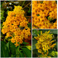 Image result for Cestrum