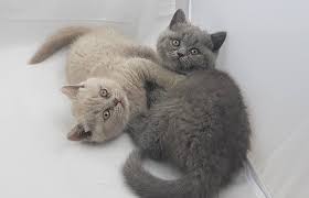 We did not find results for: British Shorthair Cats Dubai Home Facebook
