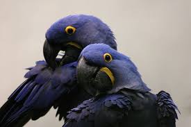 Buy healthy parrots and pets from the premier pet shop on long island. Biggest Parrots In The World Parrot World Big