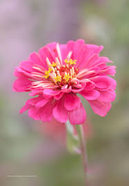 The Flowers of ABQ BioPark Botanic Garden | SplurgeFrugal.com