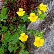 Image result for Phrymaceae