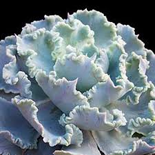 My giant echeveria cante in an 8'' pot. Plant Encyclopedia Phoenix Perennials And Specialty Plants