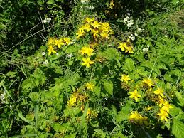 Image result for Hypericum quartinianum