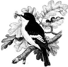 Image result for Trichopteryx elegantula