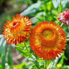Strawflower Orange Seeds Only For 0 99 Happy Green Shop