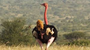 In fact, ostriches can maintain 31 mph (50 km/h) over distances of many miles. Mpala Live Field Guide Ostrich Mpalalive
