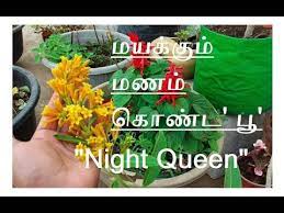 Pin On Garden Fragrant Flowers