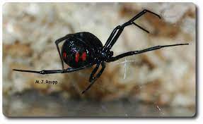 The black widow spider makes a large web in which females hang a cocoon with hundreds of eggs. Widow Watch Black Widow Spider I Latrodectus Mactens I Bug Of The Week