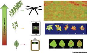 Banana leaf disease detection using cnn. Challenges And Opportunities In Machine Augmented Plant Stress Phenotyping Trends In Plant Science