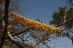 Image result for Elephantorrhiza goetzei