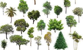 5 / 5 51 мнений. Could Planting 1 Trillion Trees Counteract Climate Change Greenbiz