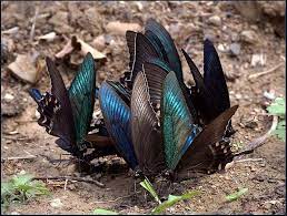 Babochka S Krasnymi Krylyami Nazvanie Sovki Nochnye Babochki Raznovidnosti Foto Pretty Bugs Beautiful Butterflies Butterfly