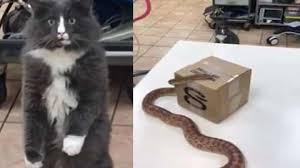 Ce Chat Hyper Expressif Fait Une Drole De Tete Quand Il Voit Un Serpent Pour La Premiere Fois Chez Le Veterinaire Veterinaire Chat Drole