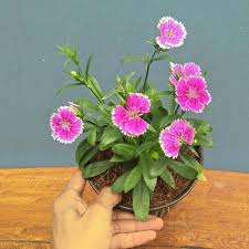 Kumpulan 22+ tanaman hias bunga anyelir populer.bunga anyelir memiliki warna bunga yang menarik, dengan warna teran serta warna warni. Tanaman Hias Bunga Anyelir Bunga Ungu Putih Dianthus Purple Picotee Shopee Indonesia