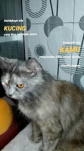 Gambar lebah madu dan kain batik. Mending Ada Kucing Di 2021 Kucing Instagram Caption