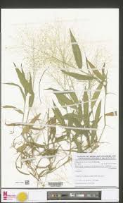 Image result for Isachne kiyalaensis