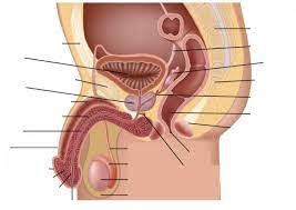 The prostate surrounds the urethra. Male Anatomy Diagram Quizlet