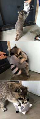 samye prikolnye enoty v mire samye milye zhivotnye enoty milye zhivotnye