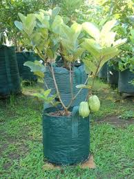 Taiwan Pink Guava For Pot And Garden Bonsai Plants Nursery