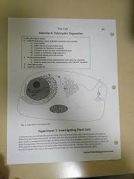 What differences can you see in the cells? The Cell Exercise A Eukaryotic Organelles In The Chegg Com