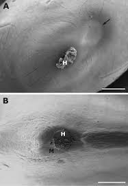 Image result for Acacia pilispina