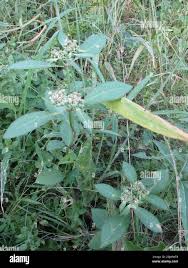 Image result for Cyathula orthacantha