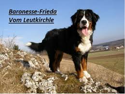 Bereite das zuhause unbedingt vor der ankunft des neuen familienmitgliedes vor. Berner Sennenhund Welpen Wurfankundigung 2020 In Dischingen Demmingen Auf Kleinanzeigen De