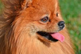 Caracteristicas Del Pomerania Y Cuidados Recomendados