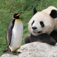 With penguin, it means removing bad links and toning down optimization efforts. How To Recover From Google Panda And Penguin White Hat Crew