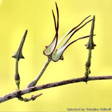 Image result for Ceropegia gracilior