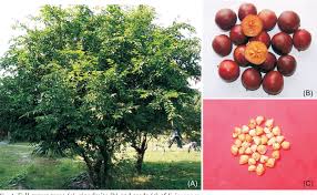 Image result for Flacourtia indica