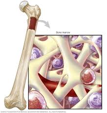 Anatomical illustration of bone marrow: femur cross-section and magnified view of spongy bone with blood-forming cells and vessels