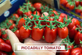 Image result for tomato Piccadilly