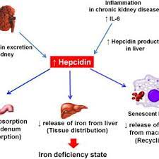 Pdf Vitamin C And Functional Iron Deficiency Anemia In Hemodialysis
