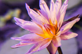 Image result for Nymphaea heudelotii