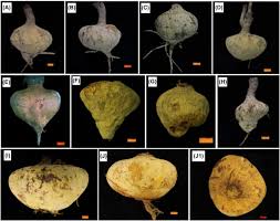 Image result for Senecio pachyrhizus