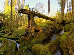 Get details of location, timings and contact. Ferienregion Nationalpark Bayerischer Wald Bayerischer Wald