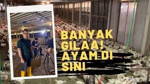 Maybe you would like to learn more about one of these? Perjalanan Ayam Dari Reban Hingga Ke Kuali Ajar